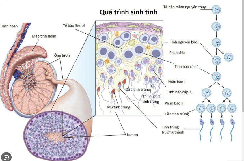 Màu sắc tinh dịch bất thường